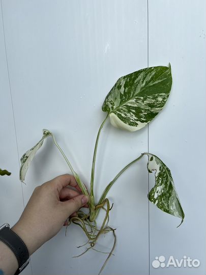 Монстера альба