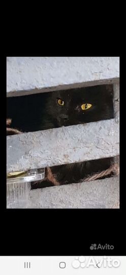 Котик и кошечка