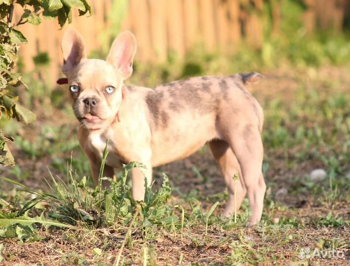Щенок Французского бульдога мерле