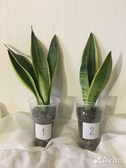 Сансевиерия Бронь