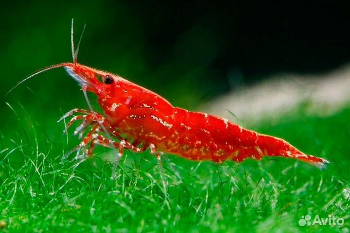 Продам криветок, красная вишня