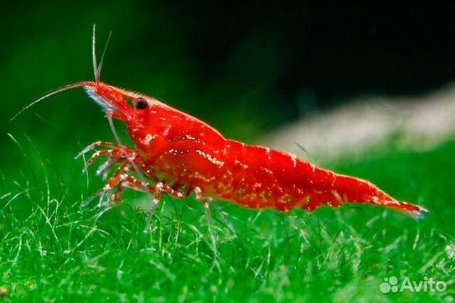 Продам криветок, красная вишня