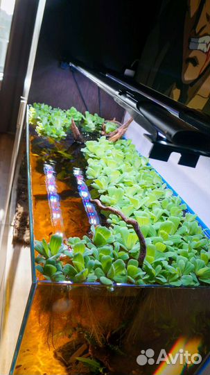 Аквариумные растения