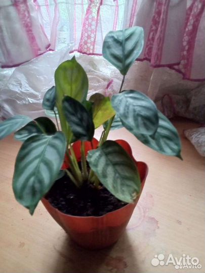 Комнатные цветы