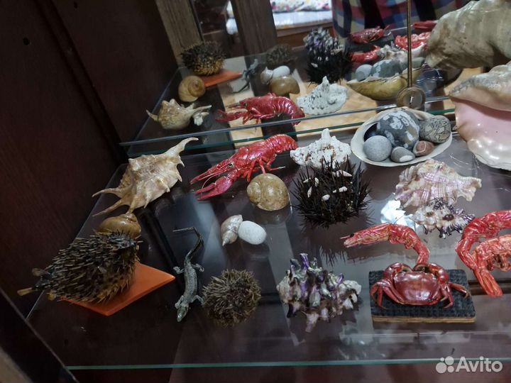 Морские раковины и ракушки, морские звёзды