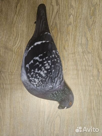 Голубь мягкий