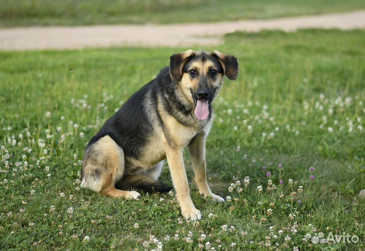 Собака Мышка ищет семью