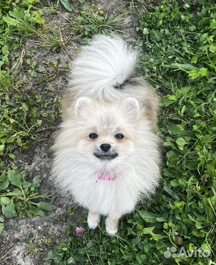 Померанский шпиц девочка