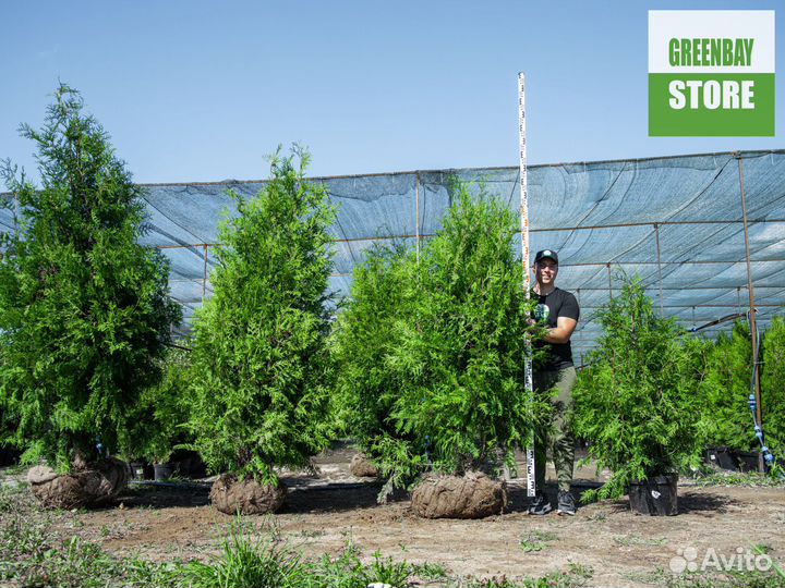 Туи брабант 2 м свежая копка 2023