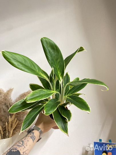 Аглаонема лимон лайм