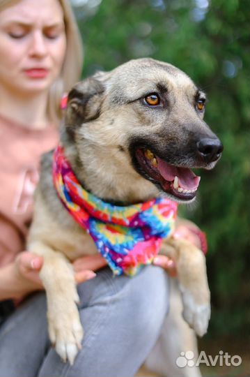 Октавия-молоденькая и добрая собаченька ищет дом