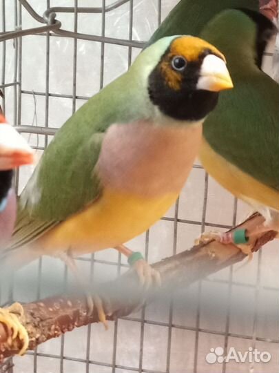 Амадины Гульда, Рисовка