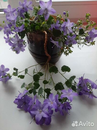 Кампанула жених невеста