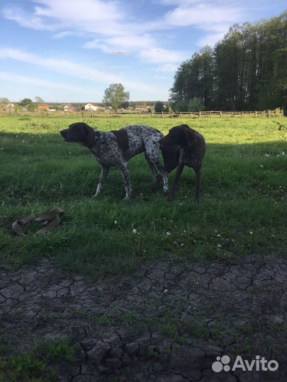 Щенки курцхаара