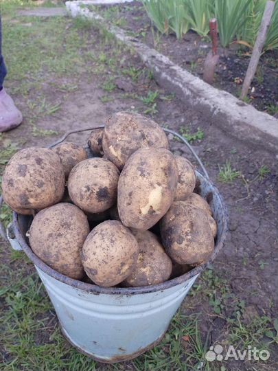 Продам картофель