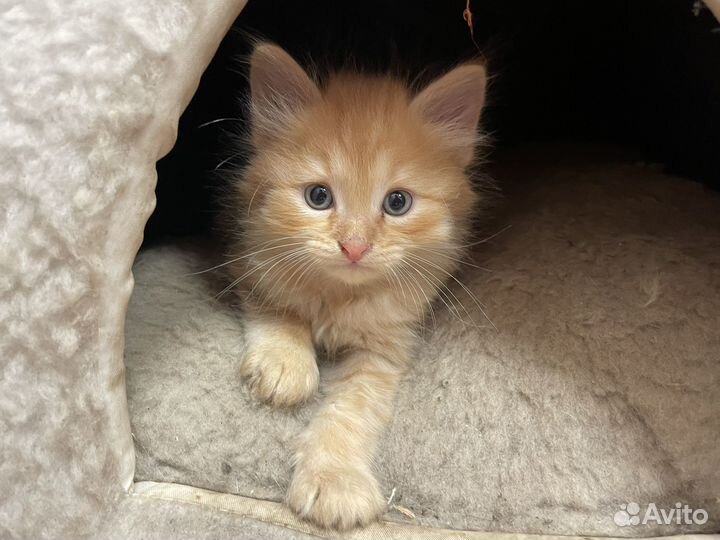 Кошки в добрые руки бесплатно