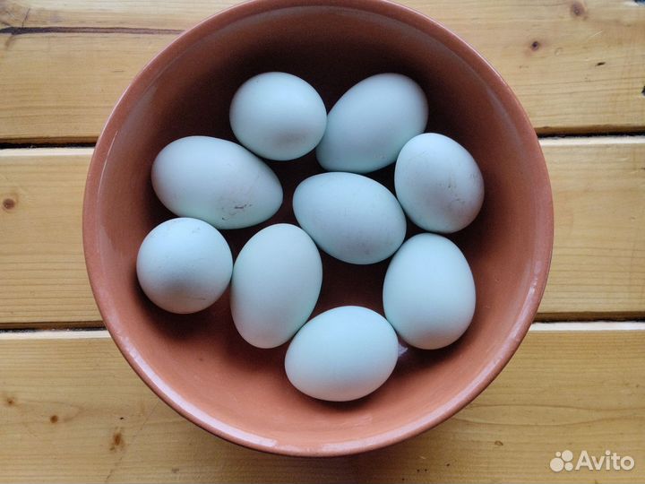 Инкубационные яйцо Амераукан