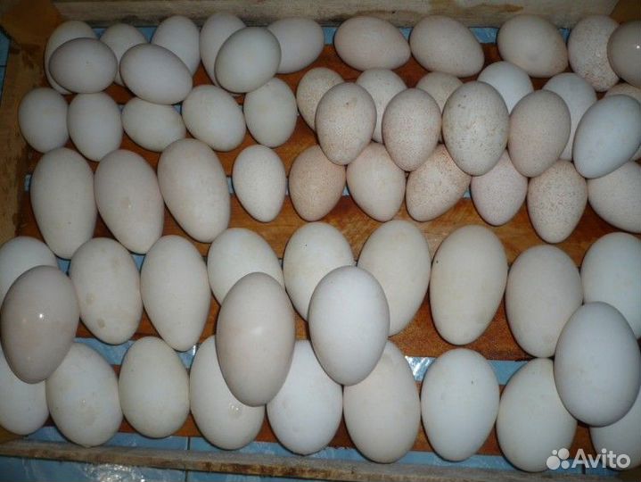 Яйцо Гусиное,Индоутки,Бегунка