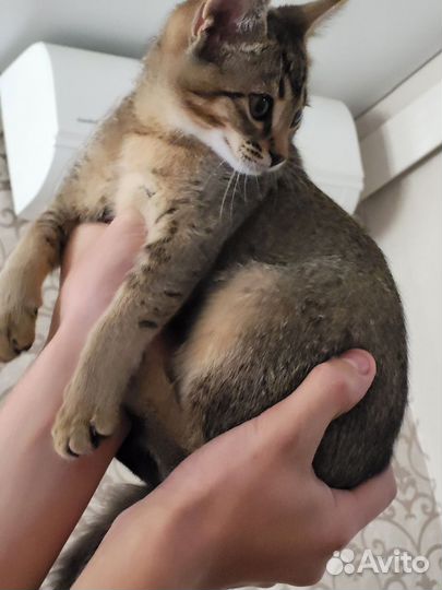 Кошка