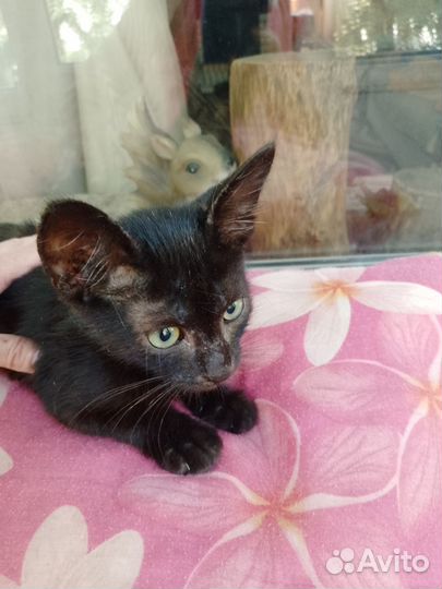 Котик в добрые руки