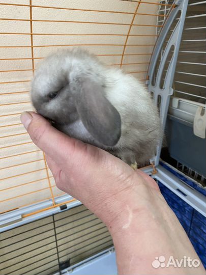 Декоративные кролики вислоухие барашки