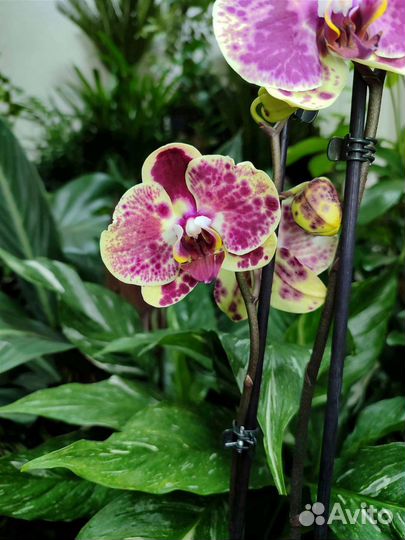 Орхидея фаленопсис Exotic Punch