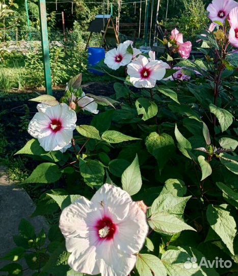 Гибискус травянистый
