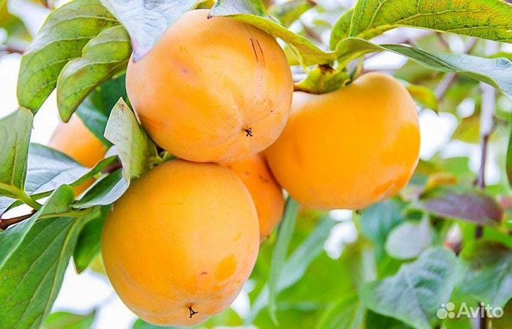 Саженцы Хурмы разных сортов