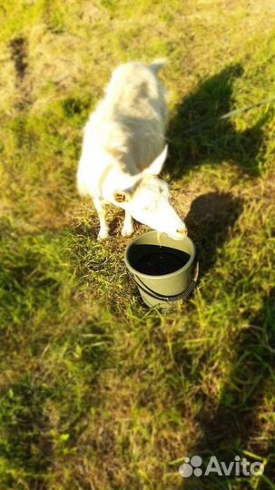 Коза и козёл Зааненской породы