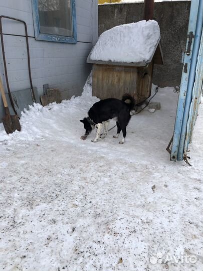 Лайка