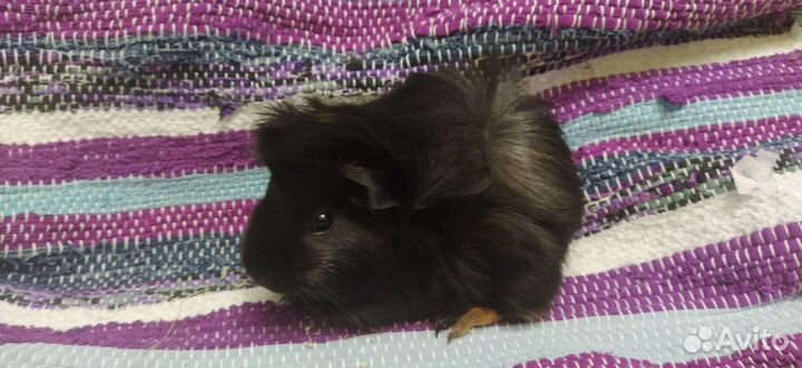 Морские свинки