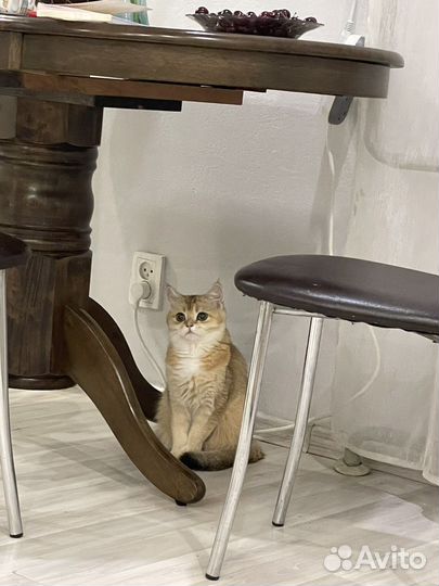 Ищем котика шотландца для вязки