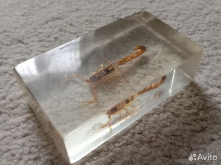 Наст. скорпион в эпоксидной смоле