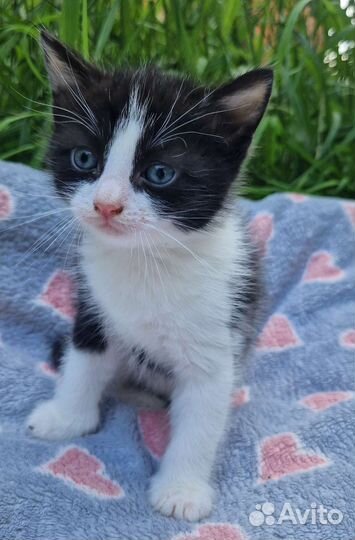 Малышка Куки ищет дом котенок в дар
