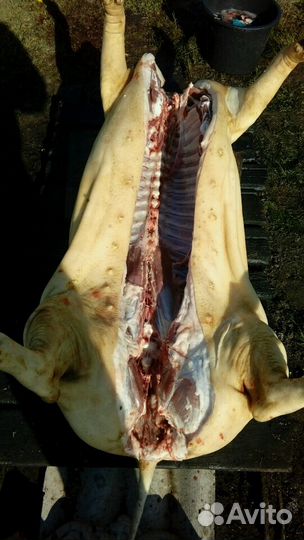 Свинина домашняя мясо