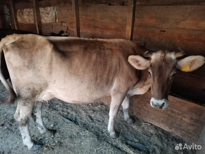 Коровы дойные