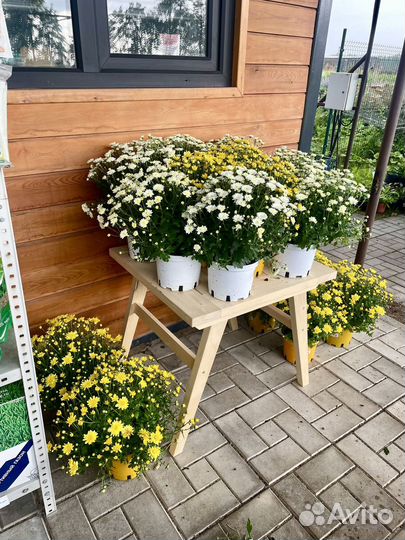 Хризантема мультфлора