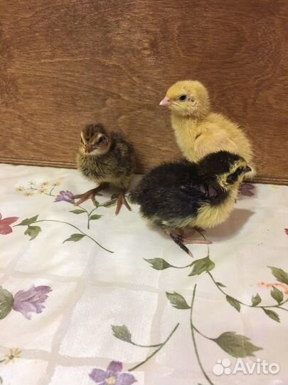 Перепелята