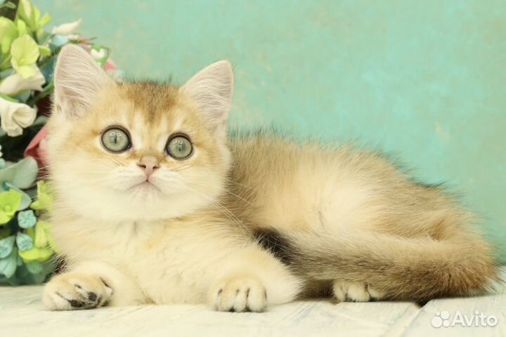 Британская кошечка золотая шиншилла ny11