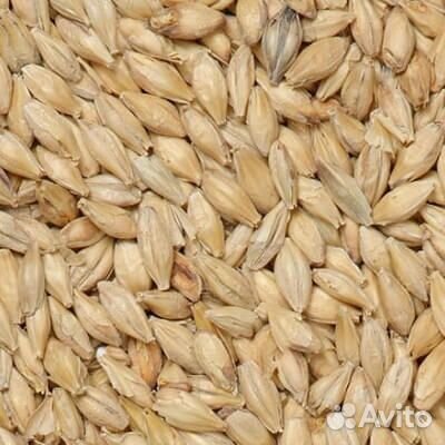 Солод для пива Pilsner 40 кг (Белорусия)