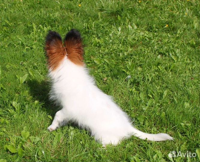 Рыжая красотка