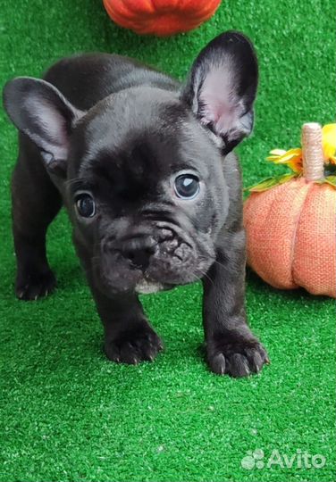 Французский бульдог щенки