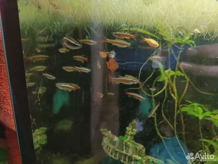 Сомики- анциструсы, гуппи, кардиналы и ряска