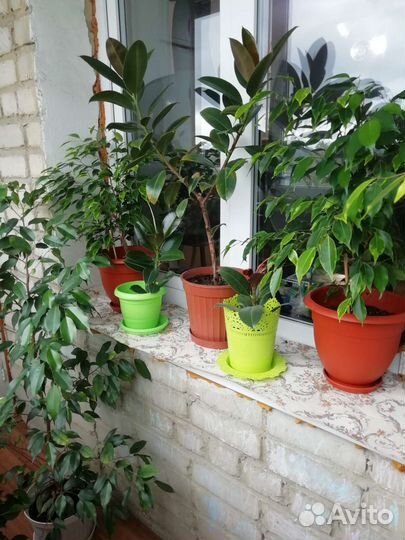 Комнатные растения
