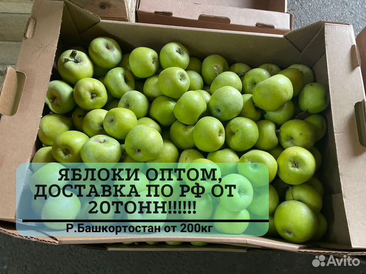 Яблоки оптом от 20 тонн
