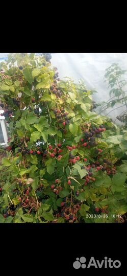 Продажа саженцев с окс