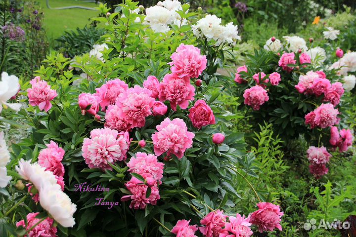 Корни, деленки пиона 