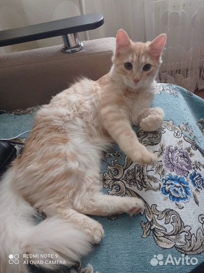 Котик ищет дом. Кастрирован