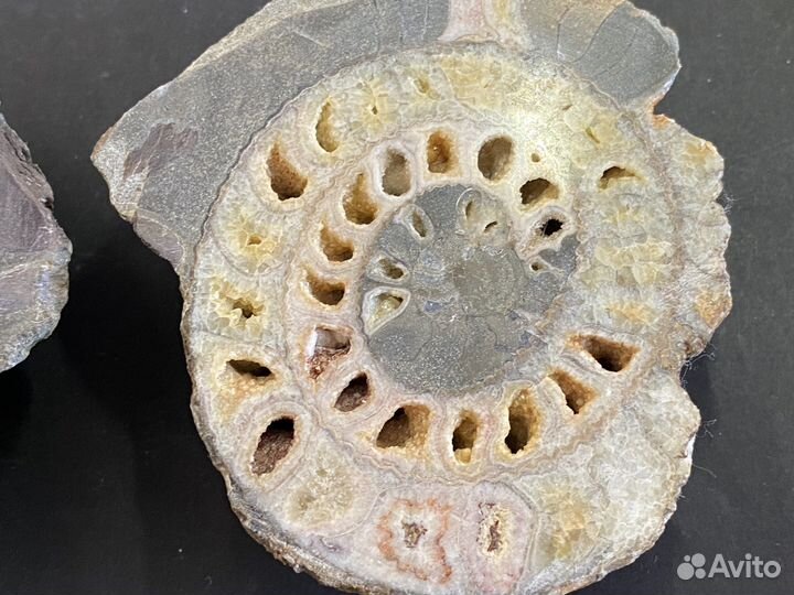 Аммонит редкий 8,4*7,7 см окаменелость минерал