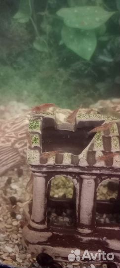 Аквариумные рыбки, креветки